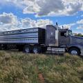 Stockline 2x1 Sheep Cattle Combo Trailer